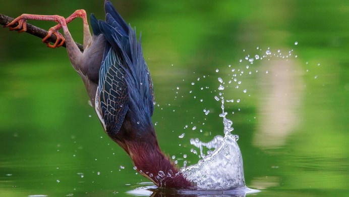 Птицы пьют воду