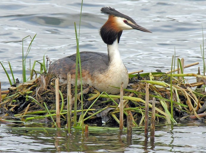 Дикие водоплавающие утки Ростовской области