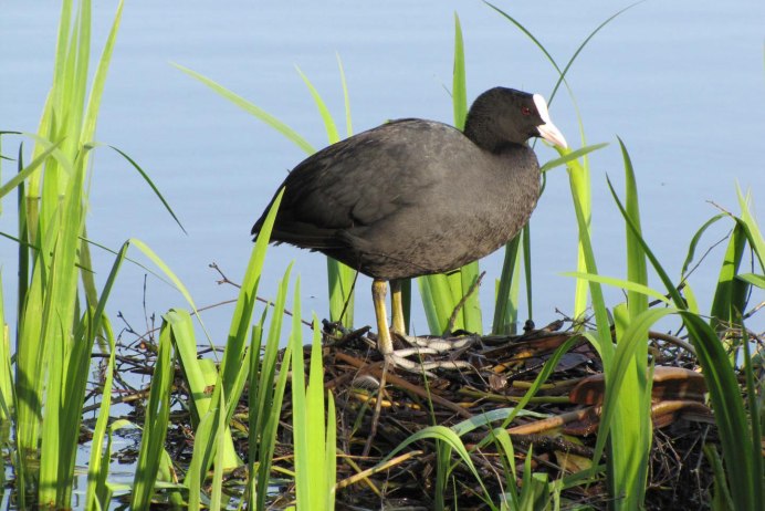 Водоплавающие птицы Гаги
