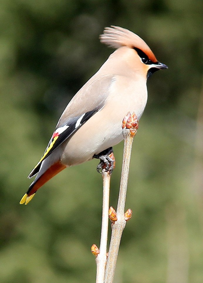 Сойка хохлатая