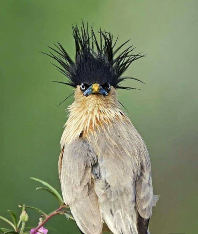 Чернеть хохлатая утка