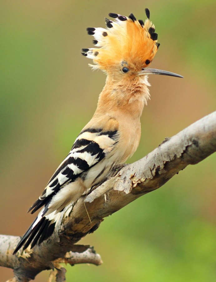 Степная птица с хохолком