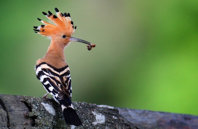 Водная птица с хохолком