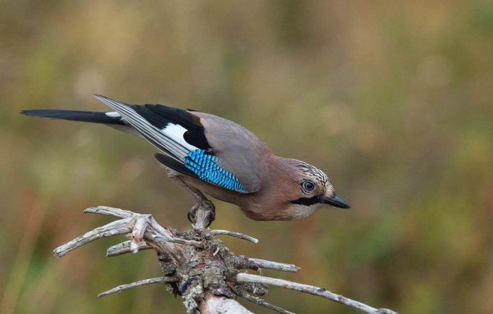 Памирский Удод