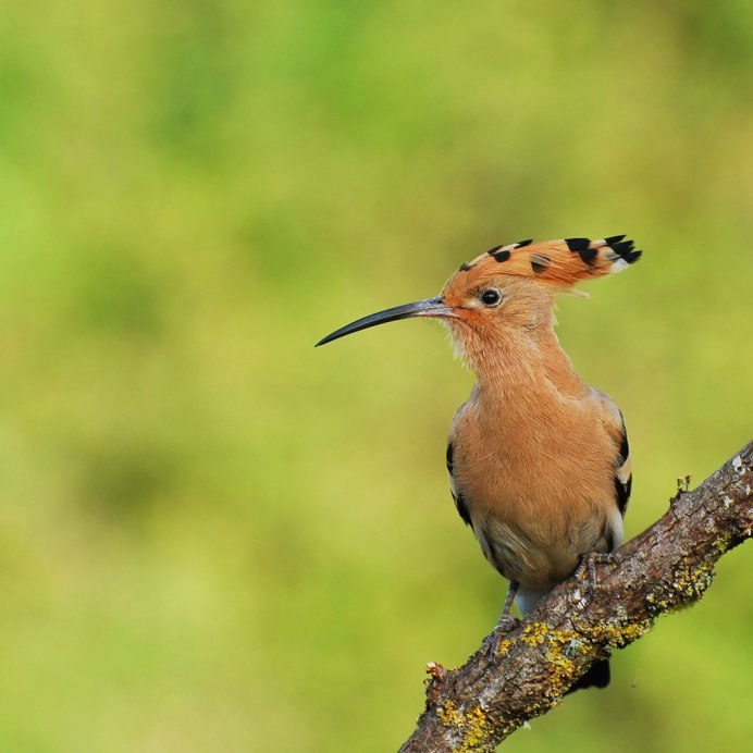 Удод (Hoopoe)