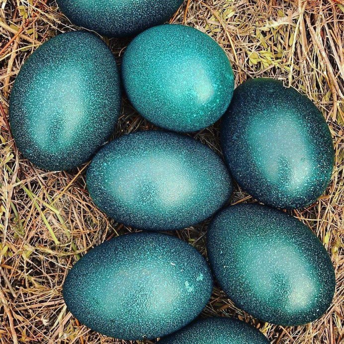 Капалухино гнездо