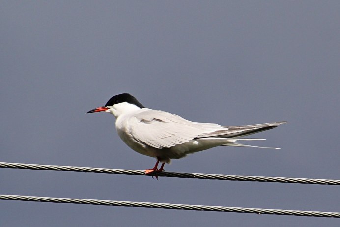 Elanoides forficatus