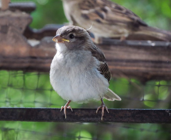 Птица похожая на воробья