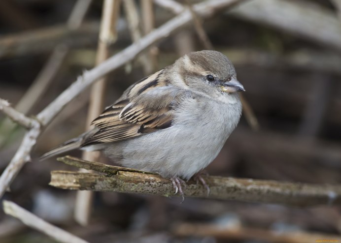 Маленькая серая птичка меньше воробья