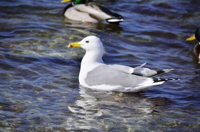 Larus cachinnans