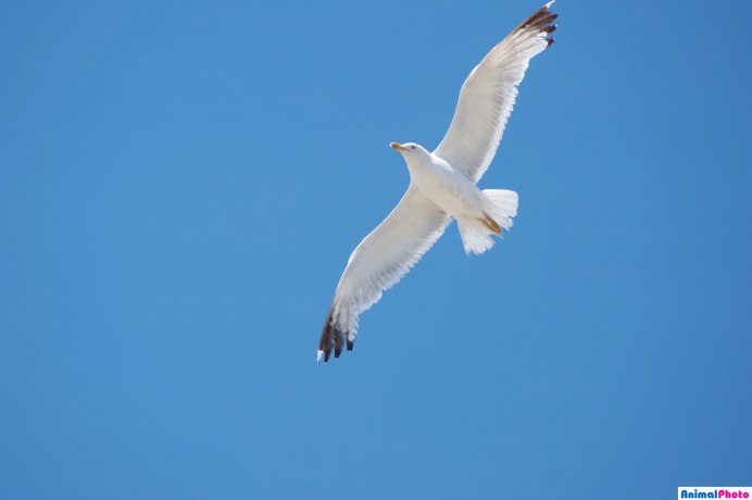 Хохотунья (Larus cachinnans)