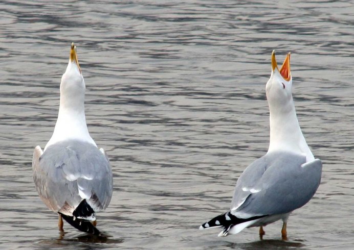 Хохотунья (Larus cachinnans)