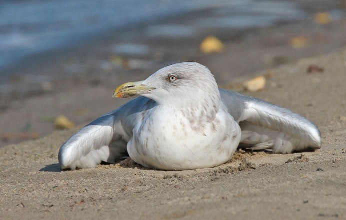 Larus cachinnans птица