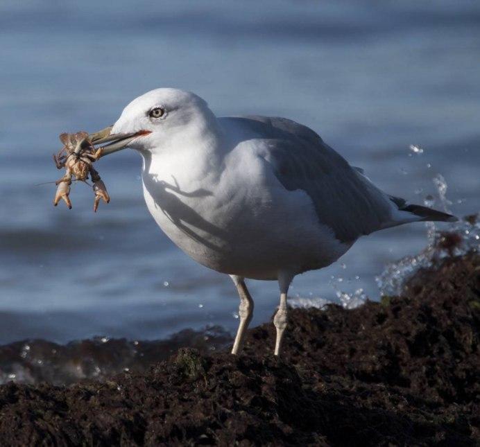 Хохотунья (Larus cachinnans)