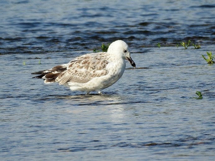 Caspian Gull