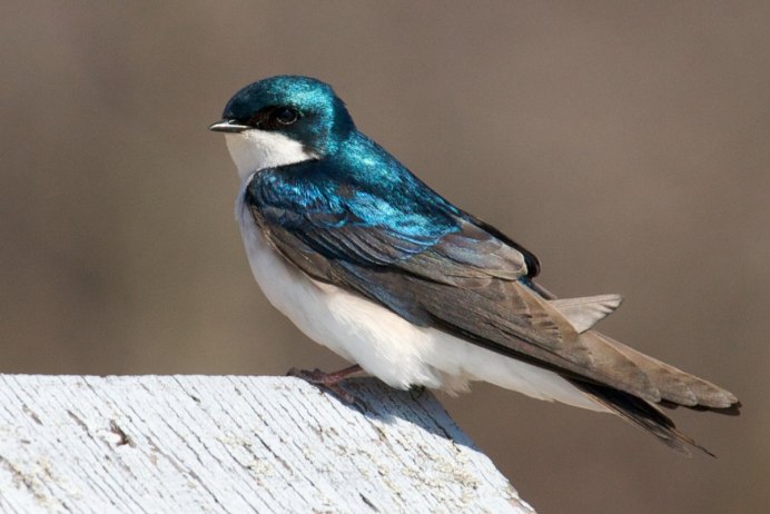 Ласточка городская (Delichon urbicum)