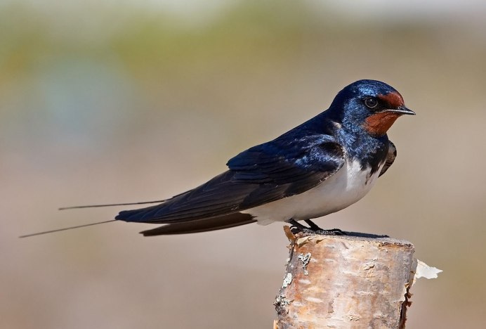 Деревенская Ласточка – Hirundo Rustica