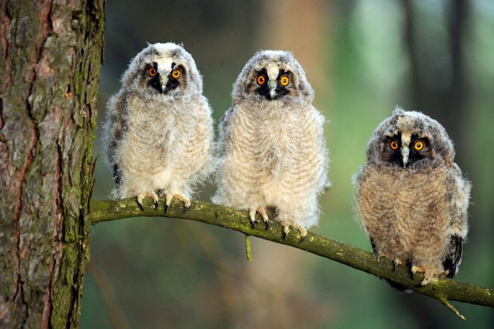 Болотная Сова (ASIO flammeus)