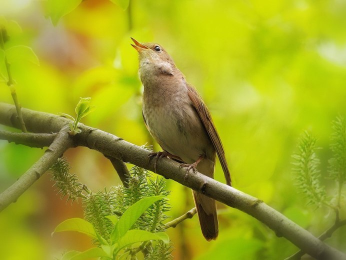 Зяблик (fringílla COÉLEBS)