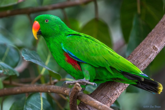 Eclectus Parrot