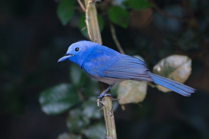 Лиловый Дрозд (Myophonus caeruleus)