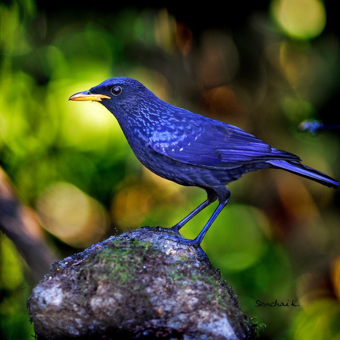 Лиловый Дрозд (Myophonus caeruleus)