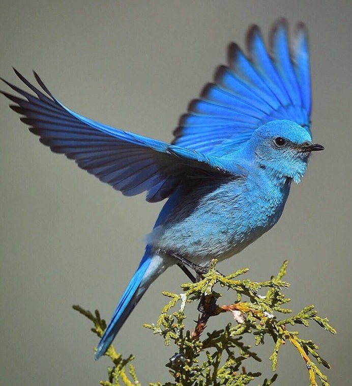 Cyanoptila cyanomelana