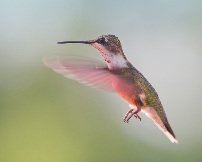 Колибри Северной Америки