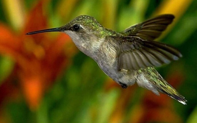 Колибри Хуа цветы