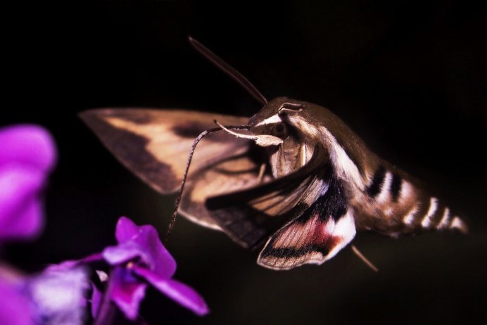 Бабочка Бражник-хоботник