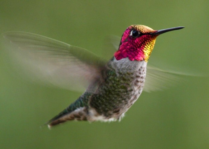 Колибри Южной Америки