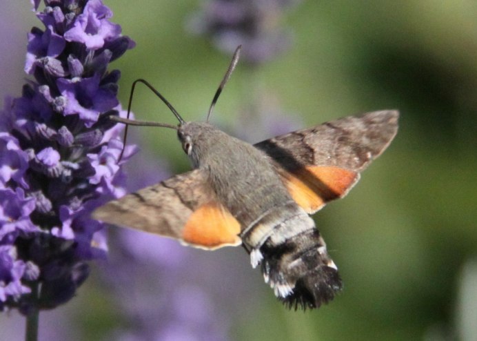 Колибри Ястребиный мотылёк