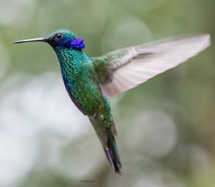 Бабочка Бражник Колибри