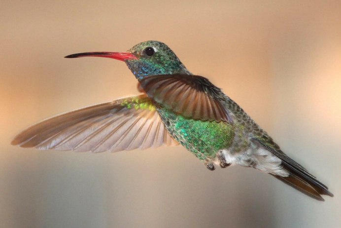 Ракетохвостые Колибри