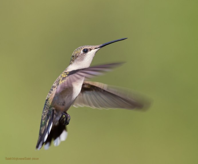 Колибри фото