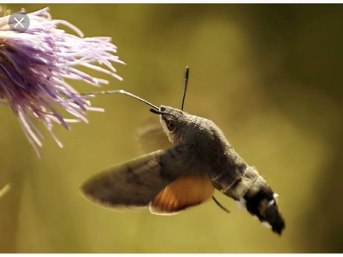 Бабочка Бражник Колибри