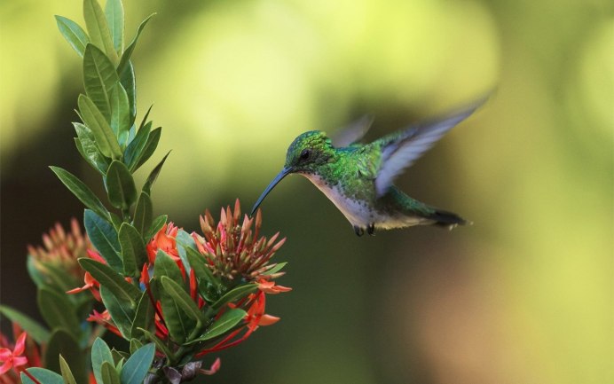 Бабочка языкан обыкновенный