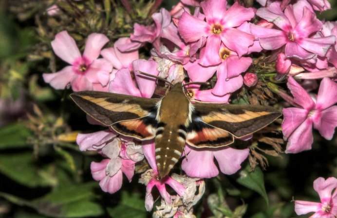 Колибри Южной Америки