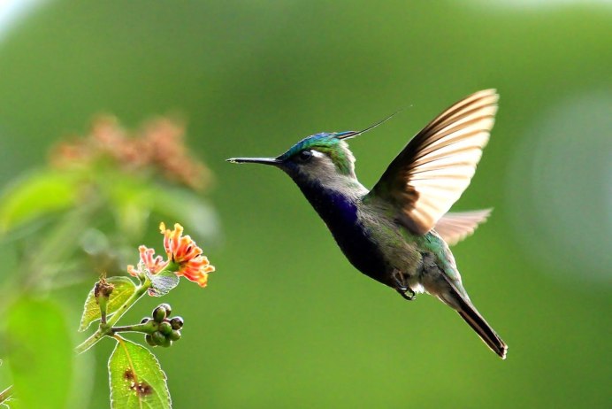 Бабочка Колибри фото