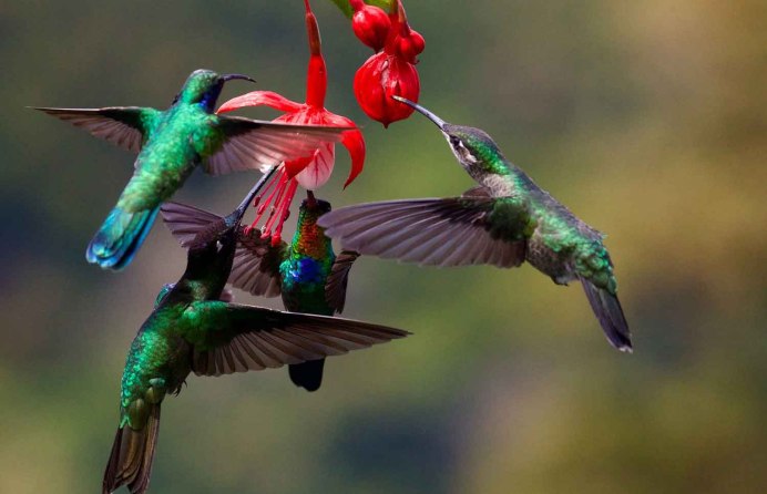 Крымская Колибри