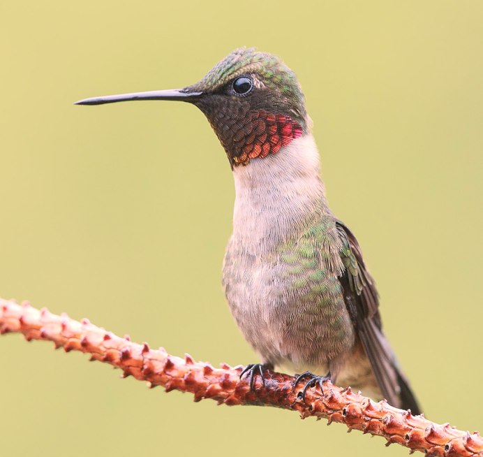 Бабочка языкан обыкновенный