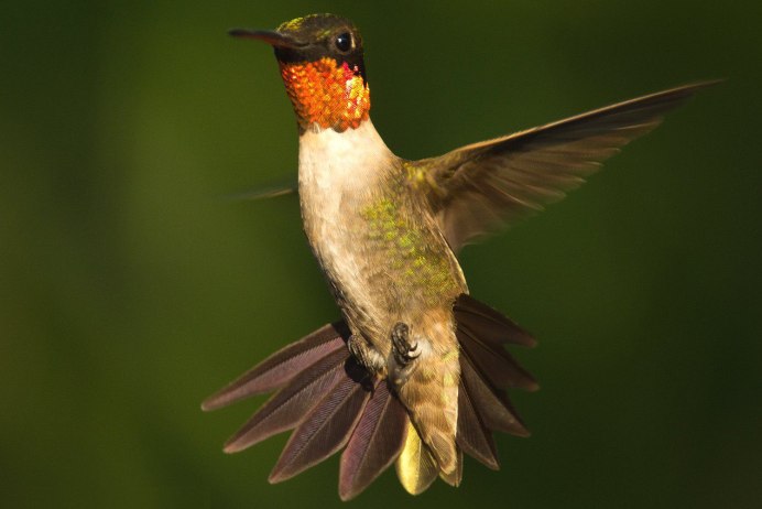 Южная Америка птицы Колибри