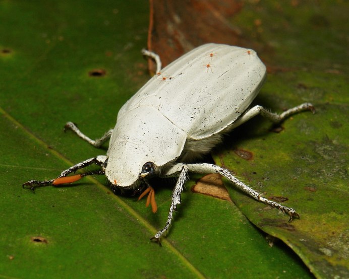 Cyphochilus insulanus