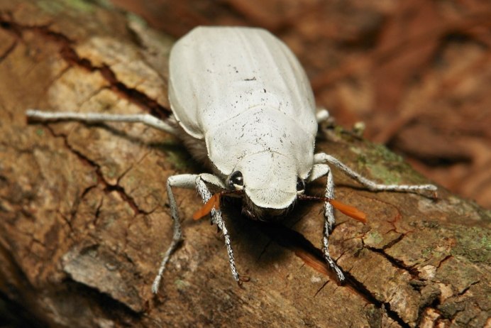 Cyphochilus Жук
