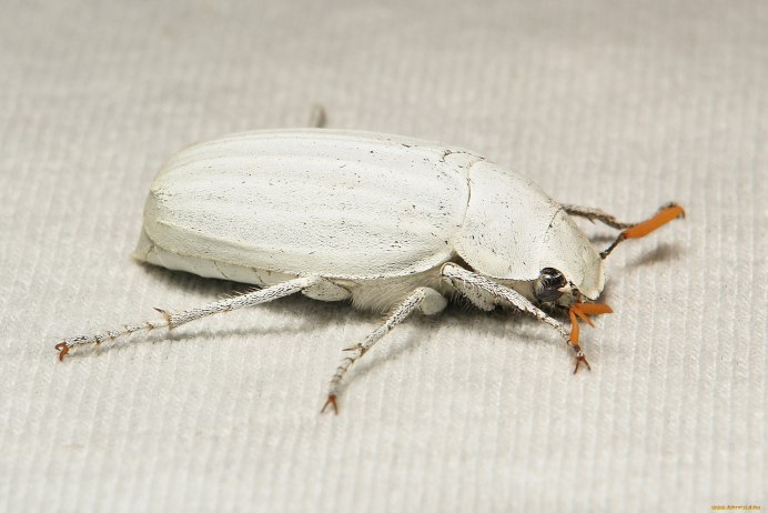 Cyphochilus insulanus