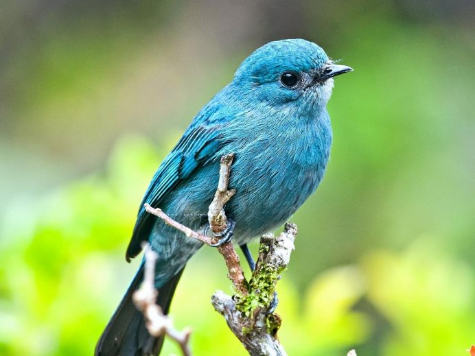 Лиловый Дрозд (Myophonus caeruleus)