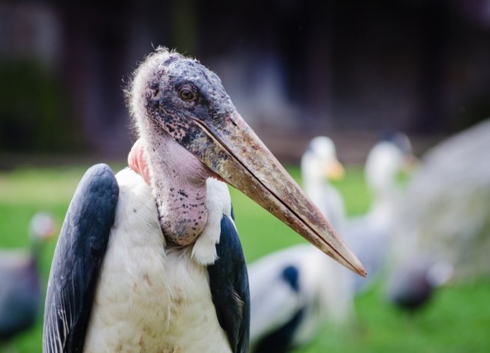 Самая некрасивая птица