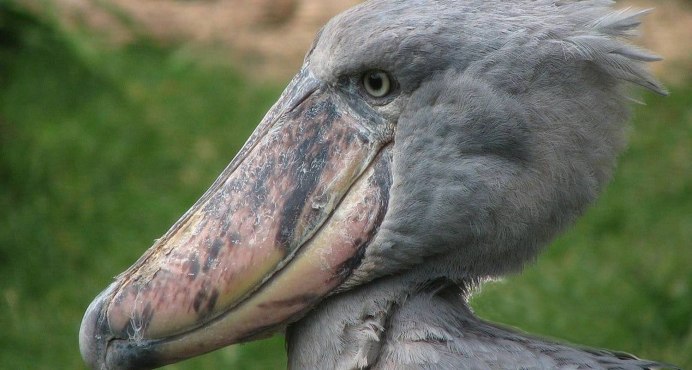 Марабу и китоглав