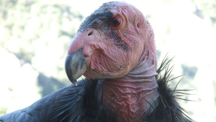 Лысый Кондор