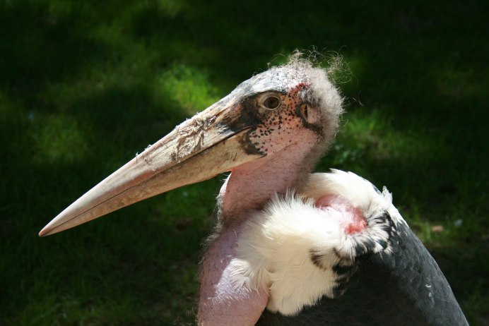 Китоглав или Королевская цапля